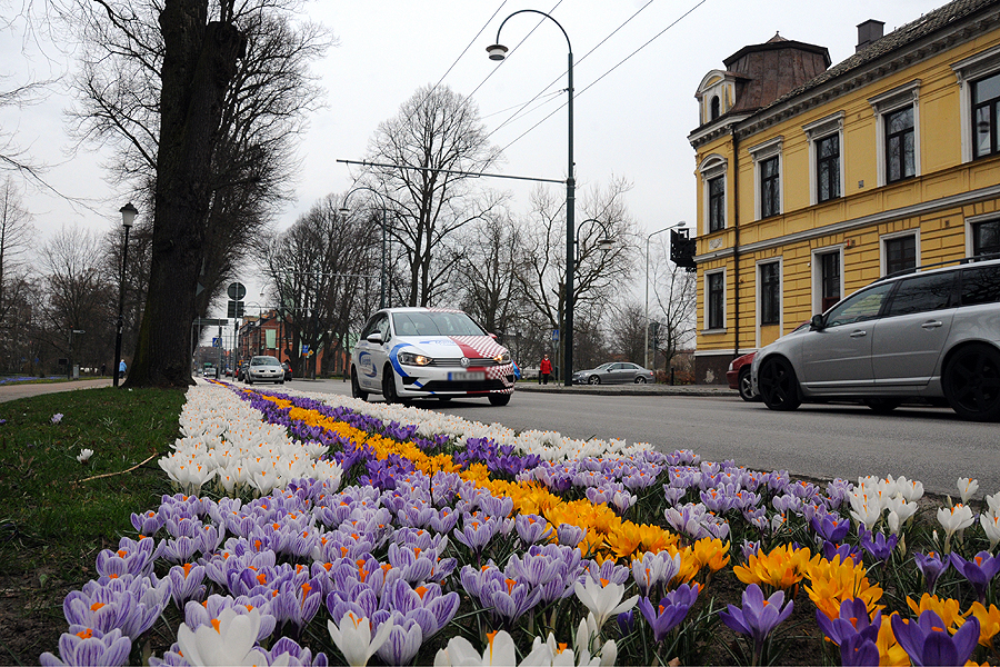 Vita, lila och gula krokusar står nu i full blomning längs med Eriksgatan.