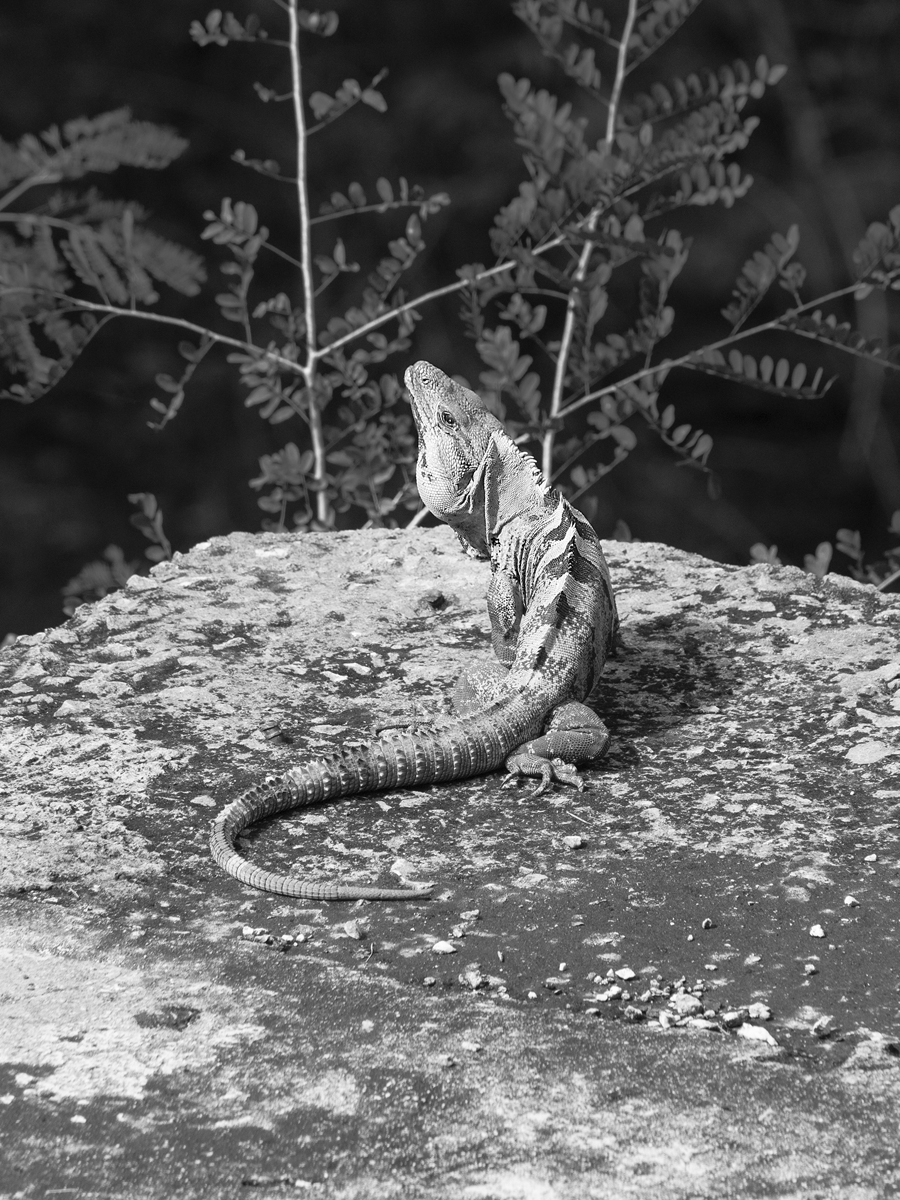 Lizard ur serien Chicxulub från 2016. Foto: Mårten Lange.