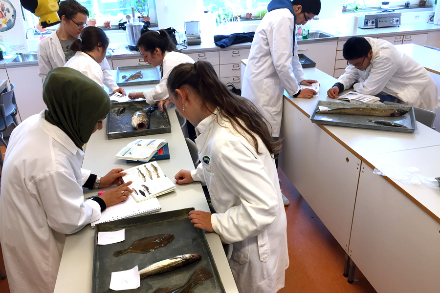 Naturvetareleverna i klass NA15 på Allvar Gullstrandgymnasiet undersöker fisk som fångats under helgens fiskefestival i Borstahusen.