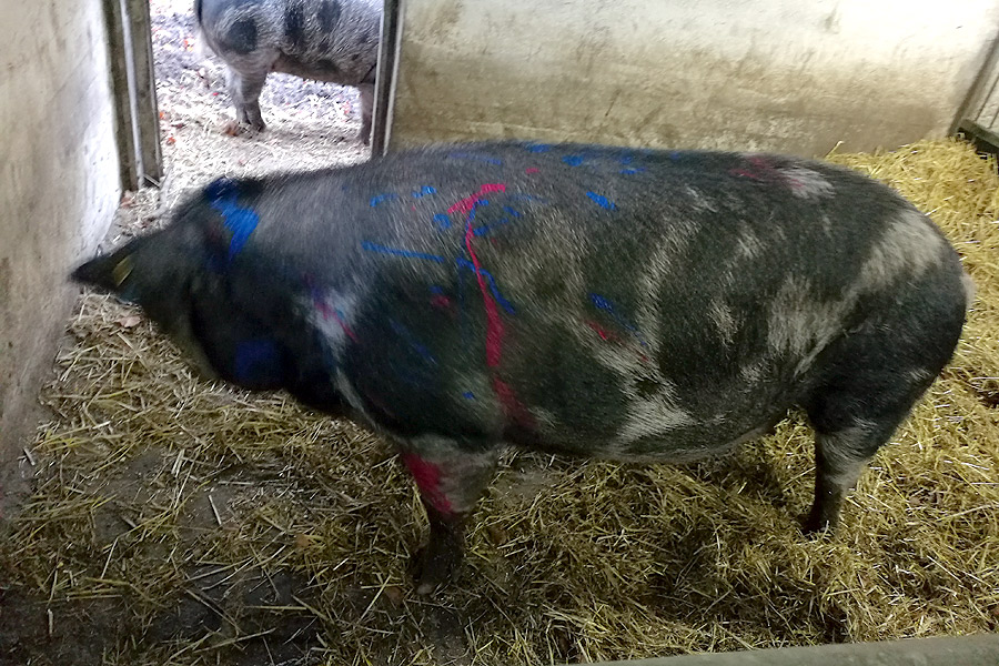Djurplågeri: Sprayade färg på gris i Karlslund